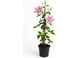 Clematis 'Piilu' - Clematide A Fiore Doppio Di Colore Rosa-Viola - Rampicante Resistente Per Contenitori, Terrazze E Tralicci - Fiorisce A Maggio-Giugno E Agosto-Settembre