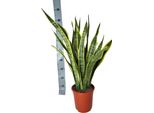 Sansevieria Laurentii - 90 Cm - Grande Pianta D'appartamento Ad Arco In Canapa - Facile Da Curare E Purificante Dell'aria - Ideale Per Il Soggiorno, L'ufficio E L'arredamento Moderno - Robusta E Duratura