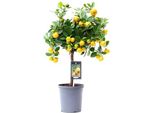 Arancio - Calamondin - 45Cm - ø15 - Pianta Di Agrumi Compatta Per Interni Ed Esterni - Arancio Da Interno Di Facile Manutenzione Con Frutti Decorativi - Ideale Per Luoghi Soleggiati