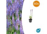 Salvia Fiorita Salvia Nemorosa 'Caradonna' - ↕10-25Cm - Ø9Cm - 60 Piante - Perenne Con Candele Di Fiori Viola E Steli Scuri - Amante Delle Api, Tollerante Alla Siccità E Facile Da Curare