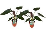 Orecchio Di Elefante - Alocasia Wentii - Pianta Da Appartamento Ø19Cm - Alta Circa 85Cm - 2 Piante - Pianta Ornamentale Tropicale Con Grandi Foglie Verdi E Parte Inferiore Viola - Per Il Soggiorno E L'ufficio