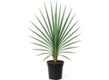 Yucca Filamentosa - Giglio Delle Palme - 6 Piante - 150 Cm - Perenne Da Giardino Con Fiori Bianchi - Pianta Ornamentale Perenne E Facile Da Curare Per Giardino E Aiuole - Pianta Robusta Per Posizioni Soleggiate - 96 Pezzi