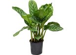 Filamento Aglaonema Stripes – 60 Cm – ø17 Cm – Pianta Da Appartamento Facile Da Curare Con Foglie Decorative – Pianta Verde Che Purifica L'aria – Ideale Per Posizioni Semiombreggiate