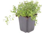 Thymus Serpyllum Set - 12 Piante Ø9Cm - Timo Profumato Della Sabbia - Resistente Alla Siccità In Inverno E A Bassa Crescita - Per I Vialetti In Pietra Del Giardino E Della Terrazza, Amico Delle Api