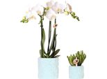 Set Di Piante Star Fish Blue - White Phalaenopsis Orchidea E Succulente - Inclusi Eleganti Vasi Decorativi In Ceramica - Idea Regalo - Decorativa E Facile Da Curare - Set Di Piante Da Appartamento