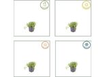Set Di Piante Di Thymus Serpyllum - 6 Piante Di Timo Sabbioso Ø9Cm - Profumata Copertura Del Terreno Per Luoghi Soleggiati - Rampicante Resistente All'inverno Per I Vialetti Del Giardino, Giunti In Pietra, Terrazza Amica Delle Api
