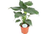 Orecchio D'elefante - Alocasia Cucullata - 80Cm - ø21Cm - Pianta D'appartamento Tropicale Con Foglie A Forma Di Cuore - Facile Da Curare Per Interni Luminosi - Robusta Pianta Verde Per Ambienti Moderni