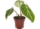 Philodendron Selloum Atom - Amico Albero - Ø12Cm - Altezza Circa 25Cm - Pianta D'appartamento Compatta Con Foglie Divise Di Colore Verde Intenso - Pianta Verde Facile Da Curare E Che Purifica L'aria Per Soggiorno, Ufficio E Camera Da Letto