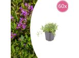 Thymus Serpyllum Set - 60 Piante Ø9Cm - Timo Profumato Della Sabbia - Resistente Alla Siccità In Inverno E A Bassa Crescita - Per I Vialetti Del Giardino, Le Giunture In Pietra E La Terrazza