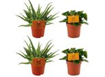 Aloe Spider + Peperomia Obtipan Green - 4 Piante D'appartamento In Un Set - Ø10.5Cm - ↕10Cm - Pianta Grassa E Verde Di Facile Manutenzione - Decorativa Per Soggiorno, Davanzale E Ufficio