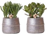 Set Di 2 Succulente In Vasi Ornamentali In Ceramica Argentata Con Scanalature - Ø9 Cm - Crassula Hobbit E Crassula Ovata Di Facile Cura - Piante D'appartamento Decorative Per Casa E Ufficio