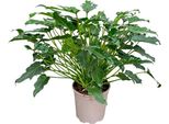 Philodendron Xanadu - 60 Cm - Pianta D'appartamento Compatta Con Fogliame Piumoso - Verde Tropicale Per Spazi Abitativi E Uffici - Facile Da Curare E Decorativa