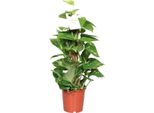 Epipremnum Aureum - Ø15Cm - ↕60Cm - Pianta D'appartamento Di Facile Manutenzione Con Proprietà Depurative Dell'aria - Fogliame A Forma Di Cuore - Per Il Soggiorno, L'ufficio, La Camera Da Letto - Robusta Pianta Di Edera Per Luce Indiretta