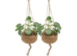 Kokodama Pilea Peperomioides - 2 Piante - 20Cm - ø15 - Piante Sostenibili In Vaso Di Cocco Kokodama - Piante D'appartamento Facili Da Curare Per Interni Luminosi - Pianta Cinese Da Soldi In Un Set Doppio