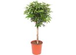 Schefflera - Pianta D'appartamento Alta 150 Cm - Aralia A Foglie Raggiate Che Purifica L'aria - Pianta Verde Di Facile Manutenzione Per Il Soggiorno, L'ufficio E Il Giardino D'inverno - Robusta Pianta Decorativa Da Interno