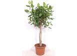 Ficus Benghalensis - 200 Cm - Grande Pianta Da Appartamento Per Il Soggiorno E L'ufficio - Pianta Verde Tropicale Di Facile Manutenzione - Purifica L'aria - Ideale Per Gli Spazi Moderni