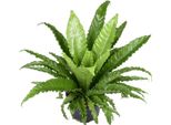 Felce Da Nido - Asplenium Antiquum Osaka - Pianta Da Appartamento - Ø23 Cm - ↕60 Cm - Fronde Verdi E Rigogliose - Facile Da Curare