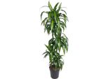 Dracaena Hawaiian Sunshine - 150 Cm - Grande Pianta D'appartamento Che Purifica L'aria - Elegante Pianta Verde Per Il Soggiorno, L'ufficio E L'ingresso - Facile Da Curare E Decorare - Palma Da Interno Sottile E Moderna