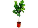 Ficus Lyrata - 160Cm - Fico Violino Ø27Cm - Grande Pianta Da Appartamento Per Il Soggiorno E L'ufficio - Pianta Verde Di Tendenza Con Foglie Xxl - Facile Da Curare E Decorativa