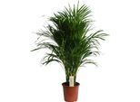 Dypsis Lutescens - Palma Areca - Altezza Circa 100 Cm - Ø21 Cm - Elegante Palma Da Interno Con Foglie Piumate - Pianta Verde Che Purifica L'aria E Di Facile Manutenzione Per Soggiorno, Ufficio E Giardino D'inverno