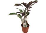 Calathea Fusion White - Pianta D'appartamento - Cesto Marant - Ø14Cm - ↕40Cm - Pianta Verde Tropicale Con Foglie A Fantasia - Pianta Di Facile Manutenzione Per Casa E Ufficio
