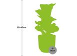 Ficus Lyrata Bambino - Pianta D'appartamento Fico Violino In Vaso Decorativo Vibes Fold 14Cm Rosa - Pianta Verde Di Facile Manutenzione E Purificatore D'aria Per Soggiorno, Camera Da Letto E Ufficio