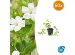 Vinca Major 'Alba' - Pervinca A Foglia Larga - Coprisuolo A Fiore Bianco - Sempreverde - 60 Piante - Ø9Cm - ↕10-25Cm - Facile Da Curare