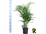 Palma Da Frutto Dorata - Dypsis Lutescens - Pianta Da Appartamento - Palma Di Bambù Che Purifica L'aria - Altezza Circa 100-120 Cm - Vaso Ø19 Cm - Verde Tropicale Da Interno Per Casa E Ufficio