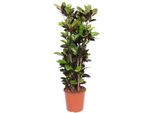 Codiaeum Iceton - Pianta Da Appartamento Di 140 Cm - Croton Colorato Con Fogliame Giallo-Verde - Pianta A Fogliame Tropicale Per Interni Luminosi - Ø 24-27 Cm