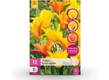Bulbi Da Fiore Tulipa Vendeeglobe - Giallo - 12 Pezzi - Bulbo Di Dimensioni 11/12 - Tulipani Luminosi Per Giardino, Balcone E Terrazzo - Fioritura Primaverile
