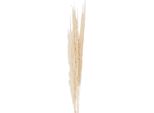 Fiori Secchi Clayre & Eef 90 Cm Fiori Secchi Bianchi