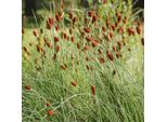 Pipistrello Più Piccolo Floraself Typha Minima Vaso Ø 9 Cm