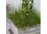 Floraself Juncus Effuses 'Spiralis' Vaso Ø 9 Cm