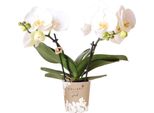 Orchidee Kolibri | Orchidea Phalaenopsis Bianca In Vaso Ø9Cm | Gioiello Groenlandia - Pianta Canfora In Fiore - Fresca Di Coltivazione