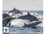 Speedlink SL-620300-WWF10 Speedlink Mousepad Terra Wwf Delfin Delfin