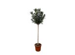 Piante Di Nerium Oleander Su Stelo Con Fiori Bianchi - 170 Cm, Ø40 Cm