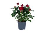 Rosa Rossa In Vaso - Ø 17 Cm - Altezza Circa 45 Cm - Rosa Da Giardino Robusta E Facile Da Curare - Adatta All'ombra Parziale