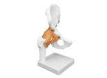 Modello Osseo Dell'anca, Modello Dell'articolazione Dell'anca, Modello Osseo, Modello Osseo Coxale, Modello Anatomico Dell'anca, Modello Realistico Dell'osso Dell'anca