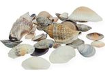 Conchiglie Decorative Marittime Per Tavolo, Vaso Di Vetro, Acquario