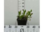 6 X Pontederia Cordata 'Pink Pons' - Pontederia Rosa - Vaso 9 X 9 Cm