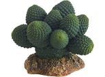 Cactus Atacama Per Hobby, Altezza 7 Cm