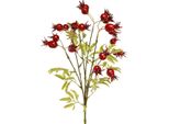 Rami Di Rosa Canina Decorativi In Filigrana Per Composizioni Autunnali E Decorazioni Da Tavola