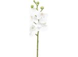 Orchidea Artificiale Decorativa Phalaenopsis Con Fiori Reali Al Tatto