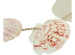 Appendiabiti Decorativi In Conchiglia Marittima Per La Decorazione Di Pareti E Balconi