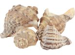 Gusci Di Lumaca Marittima Per Decorazioni E Idee Artigianali