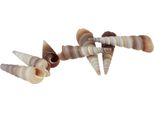 Gusci Di Lumaca Marittima Lumache Marine Decorative Per Idee Artigianali