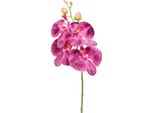 Orchidea Phalaenopsis Fiore Decorativo Per Interni Di Stile