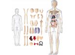 Modello Anatomico 3D Del Corpo Umano Con Organi E Scheletro Educativo
