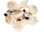 Gusci Di Lumaca Per Decorazioni Marittime Per Il Fai Da Te E Idee Per La Vita