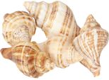 Decorazione Marittima Conchiglie Decorative Per La Tavola E Idee Artigianali